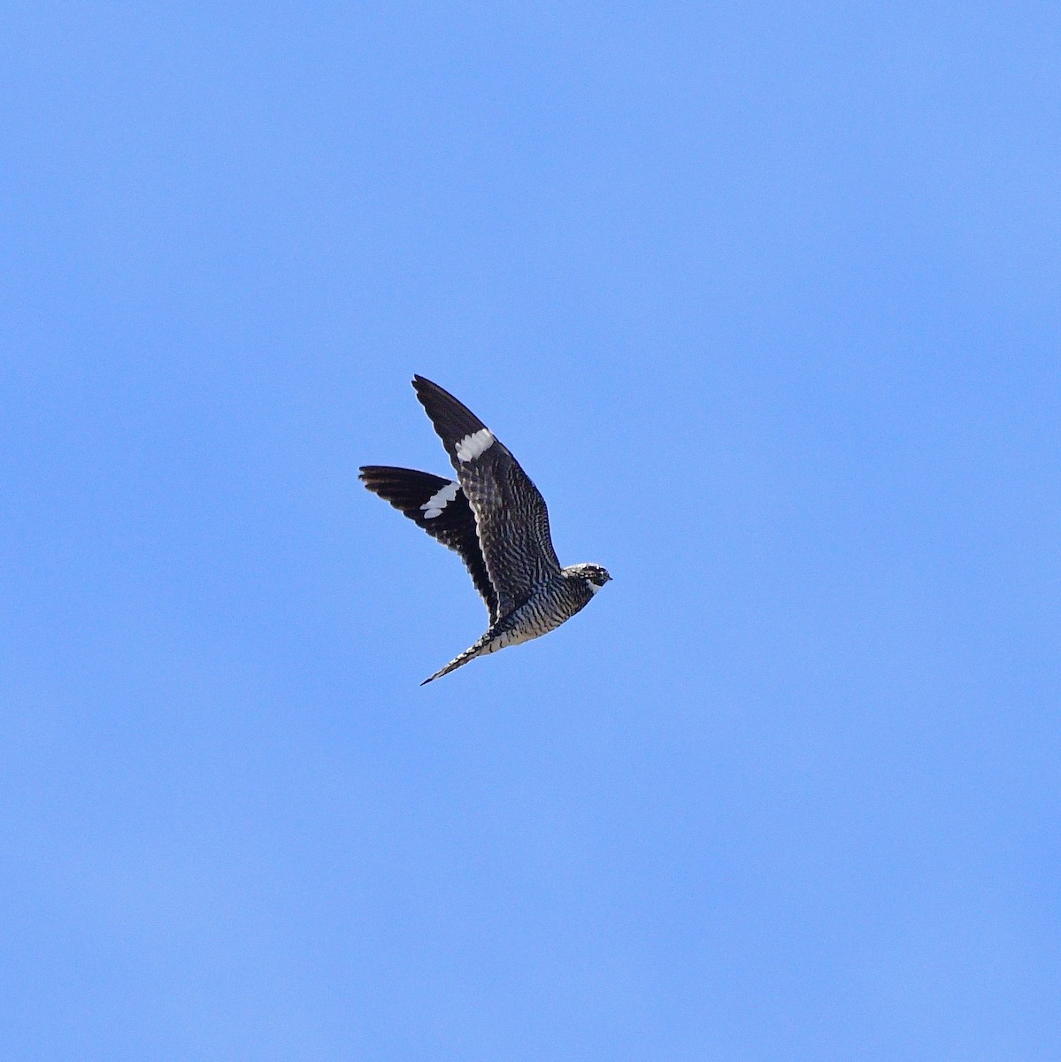 Common Nighthawk - Norman Eshoo