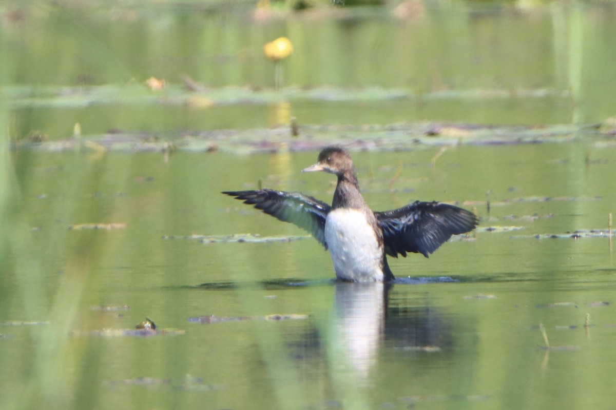 Hooded Merganser - ML620556221