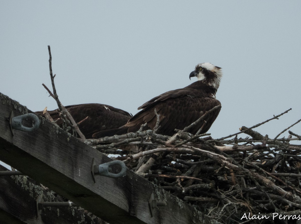 Osprey - ML620556222