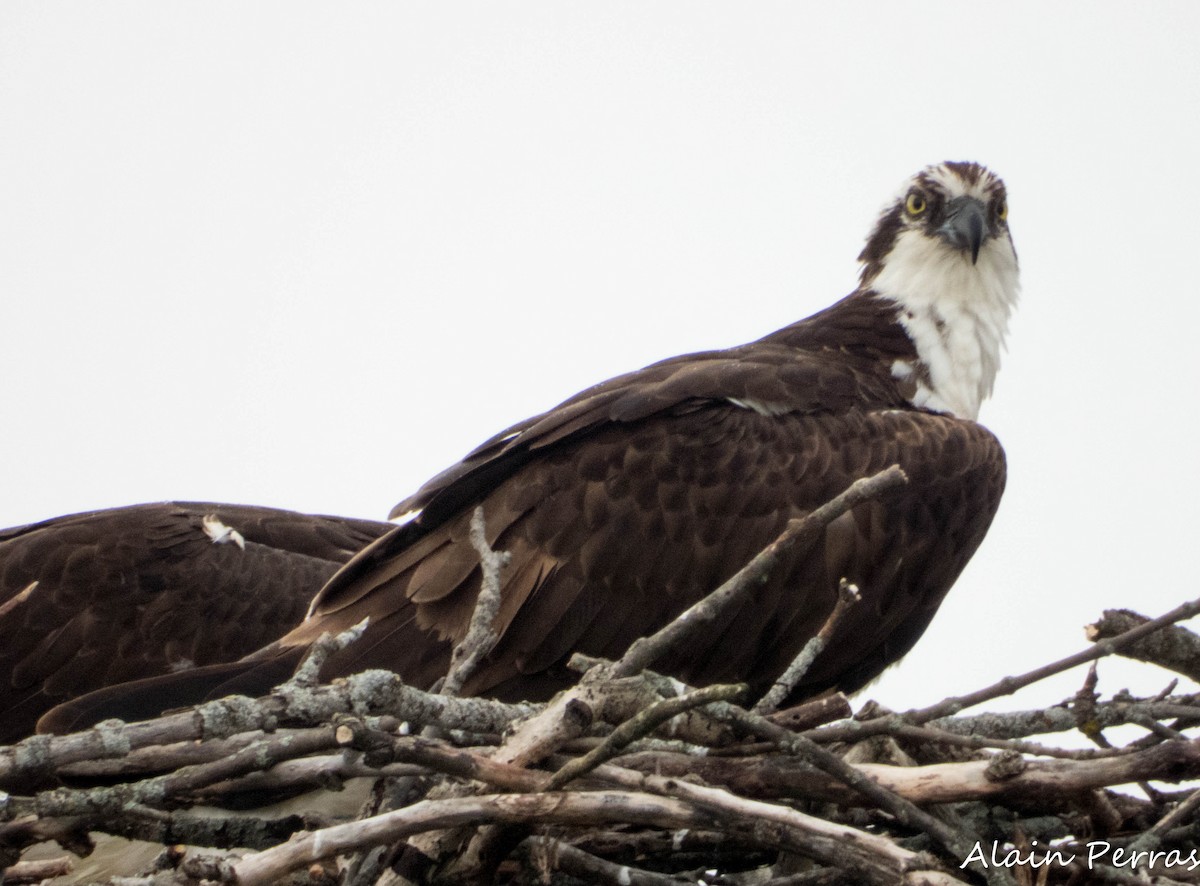 Osprey - ML620556223