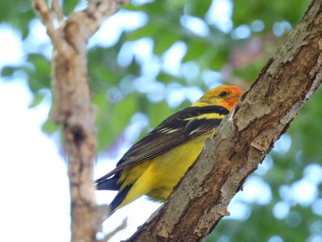 Western Tanager - ML620556226