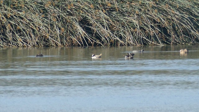 Bufflehead - ML620556238