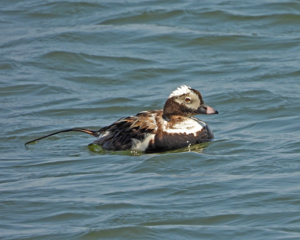 Long-tailed Duck - ML620556240