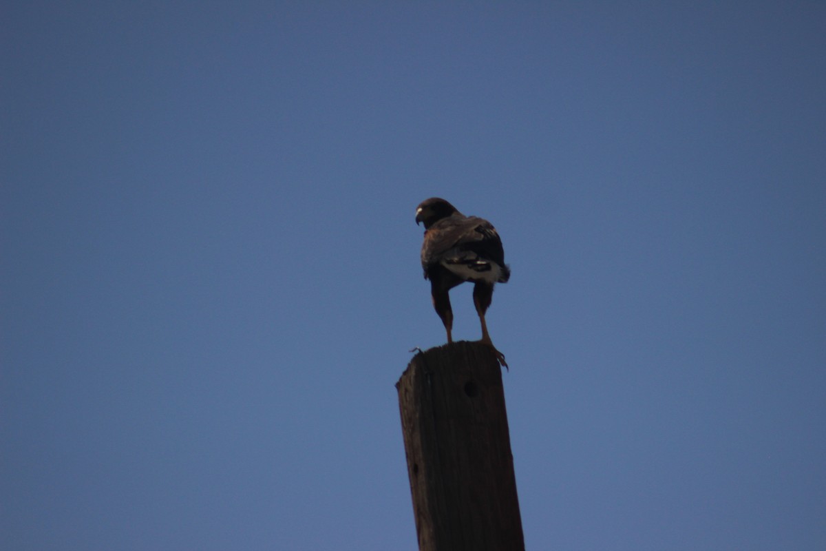 Harris's Hawk - ML620556246