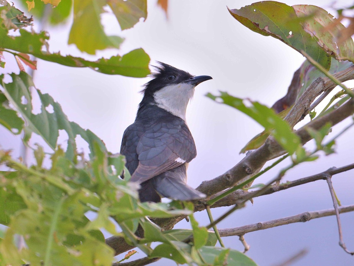 Pied Cuckoo - ML620556250