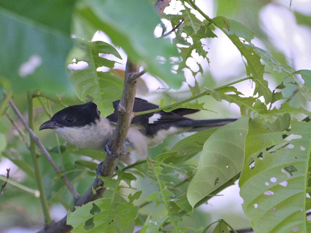 Pied Cuckoo - Choong YT