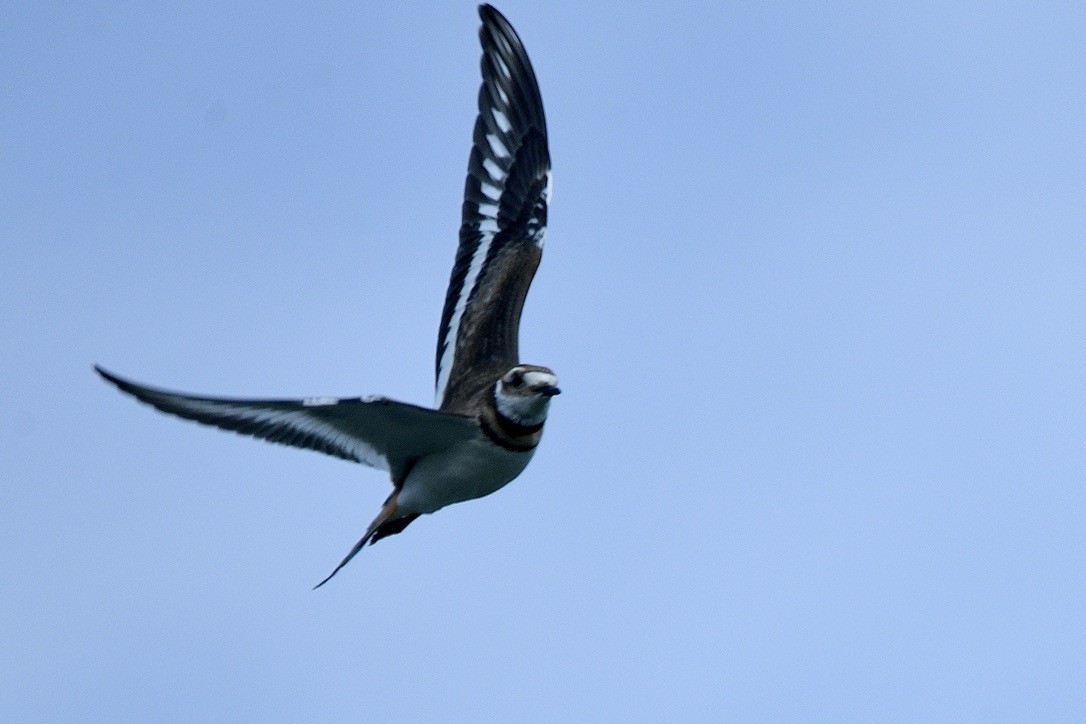 Semipalmated Plover - ML620556253