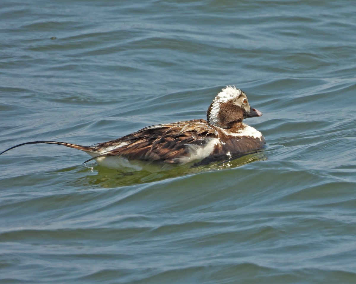 Long-tailed Duck - ML620556258