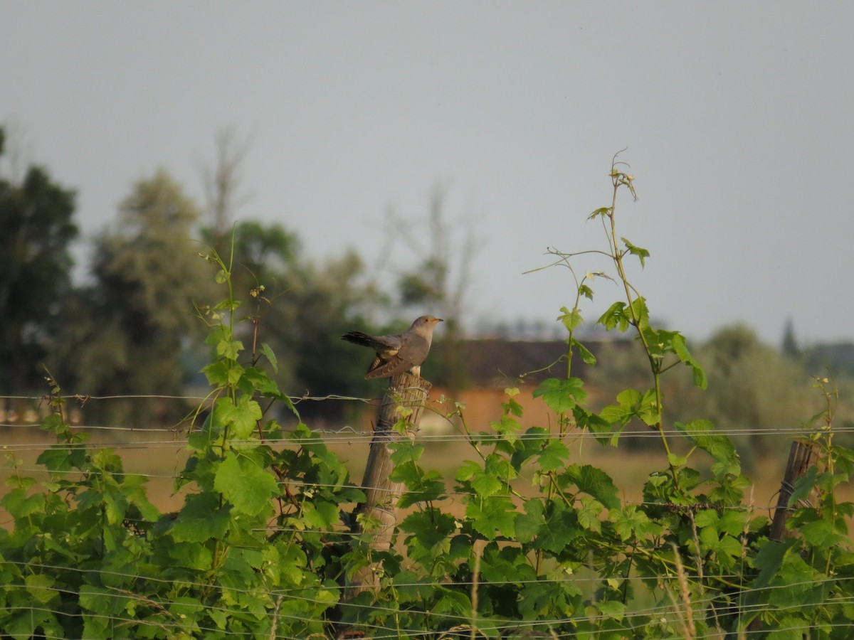 Common Cuckoo - ML620556261