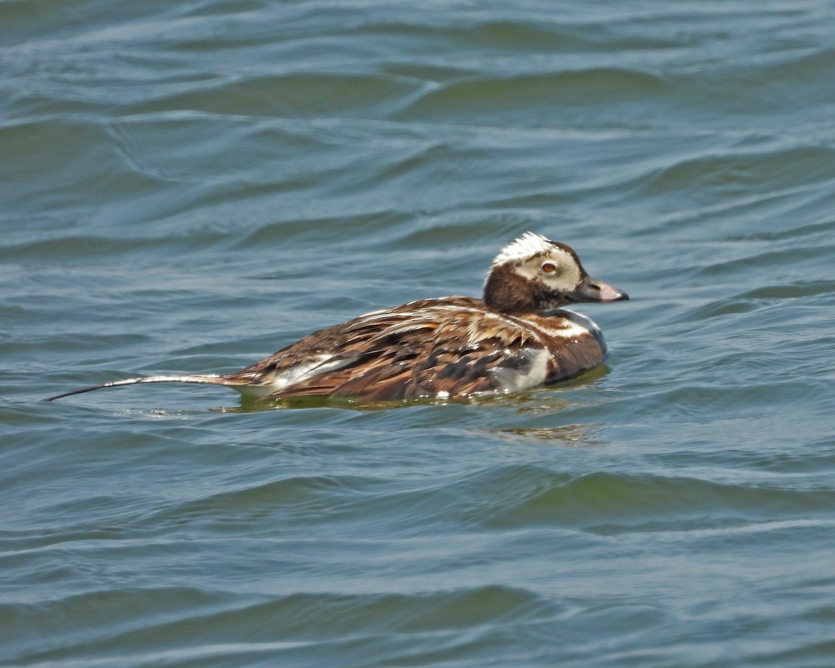 Long-tailed Duck - ML620556266