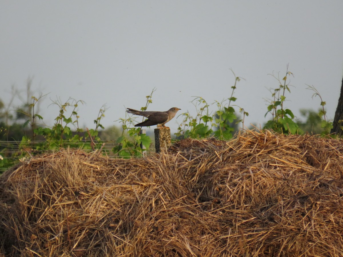 Common Cuckoo - ML620556270