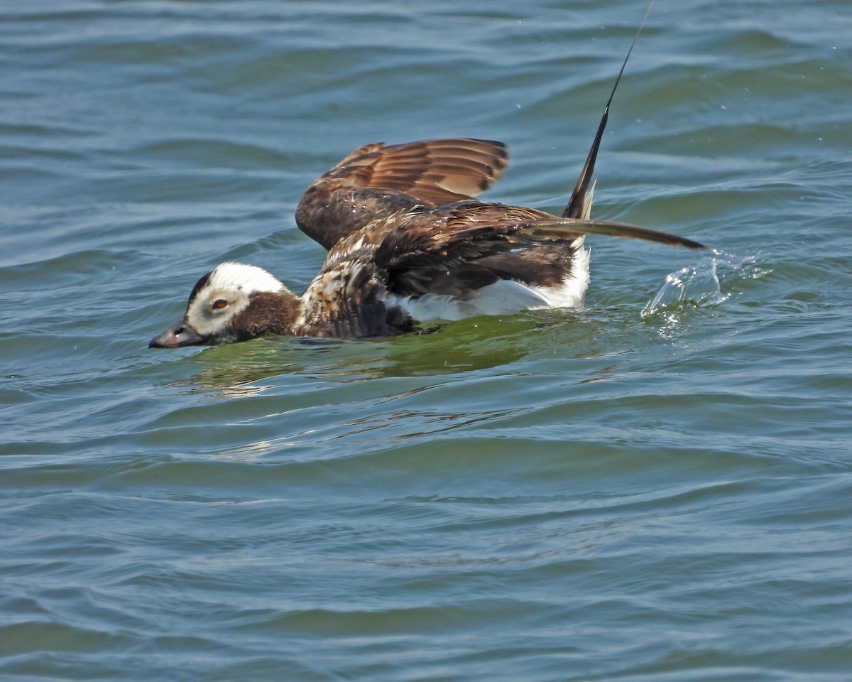 Long-tailed Duck - ML620556278