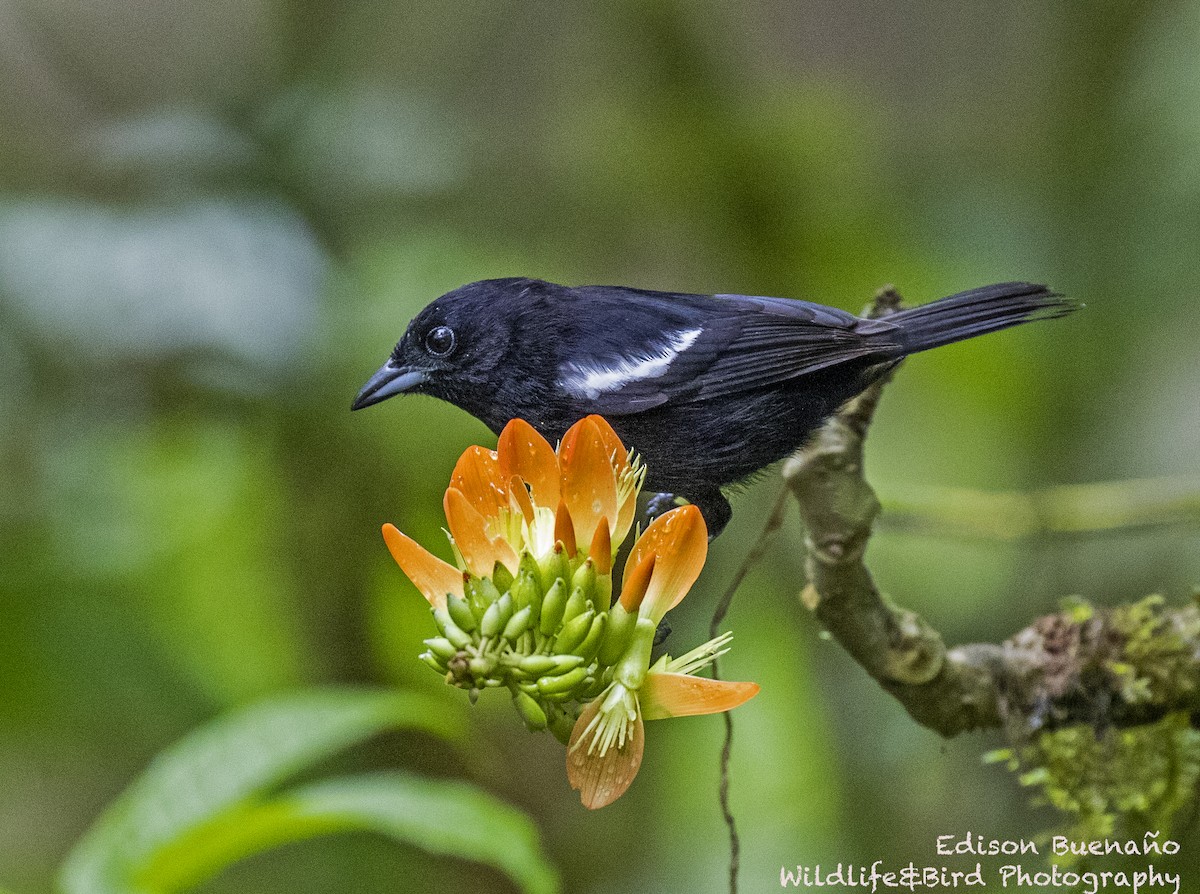 White-shouldered Tanager - ML620556293