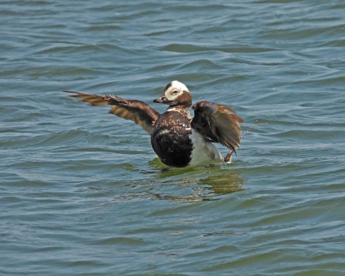 Long-tailed Duck - ML620556299