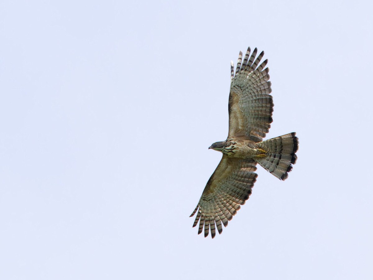 Philippine Honey-buzzard - Adrian Constantino