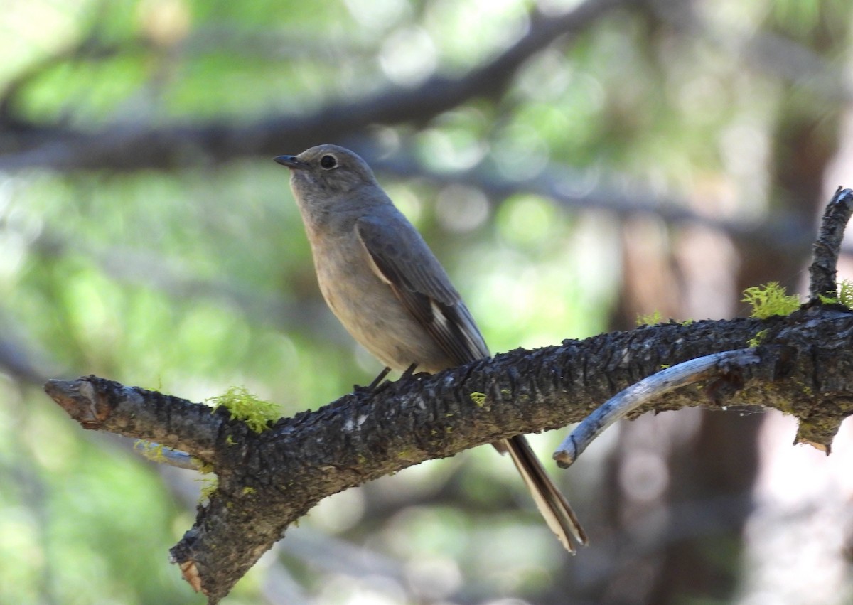Townsend's Solitaire - ML620556303