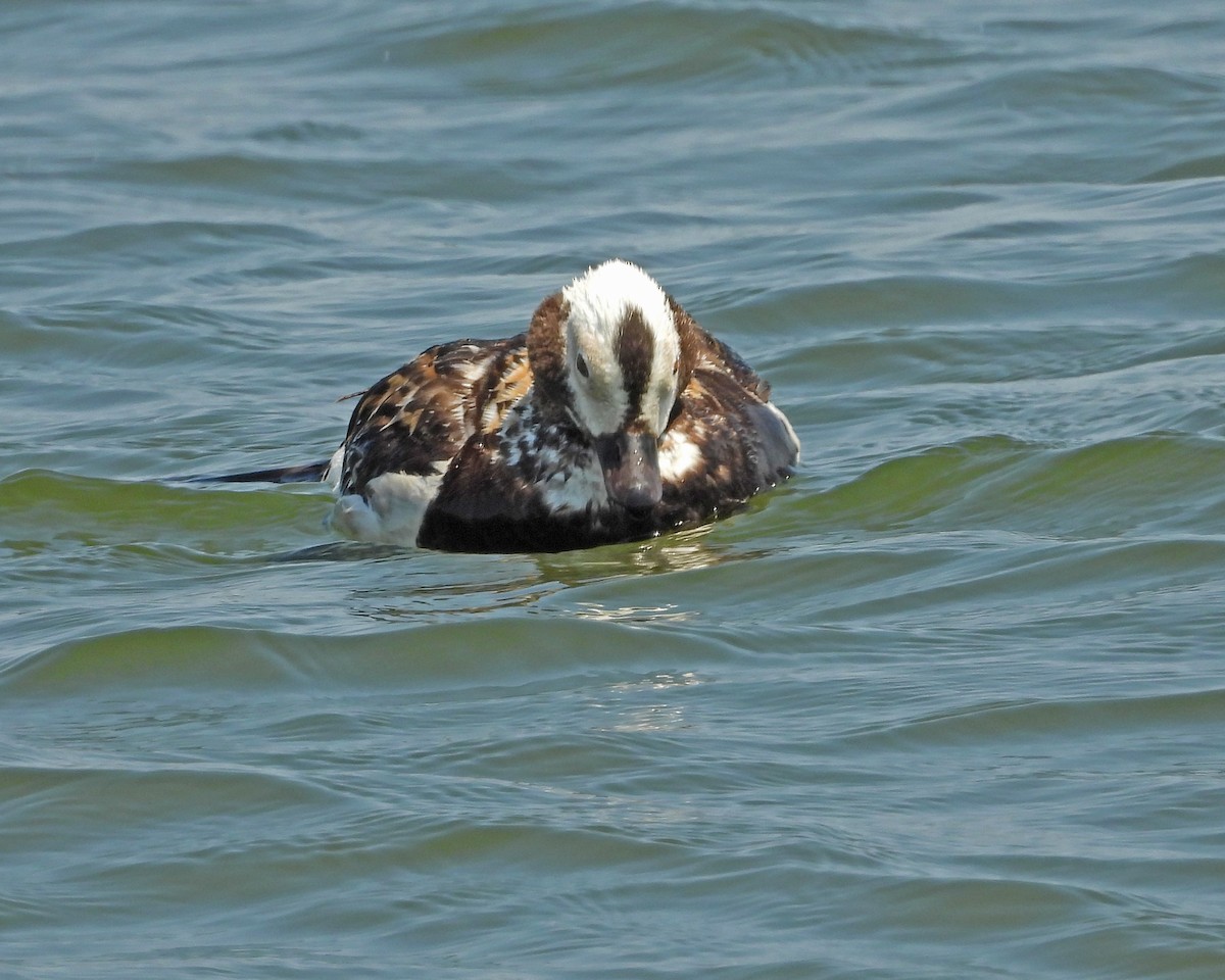 Long-tailed Duck - ML620556306