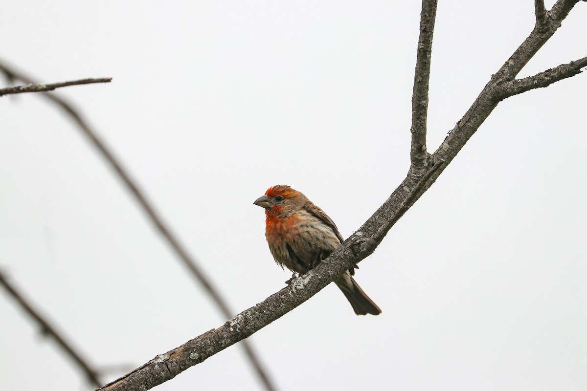 House Finch - Heather Rowan