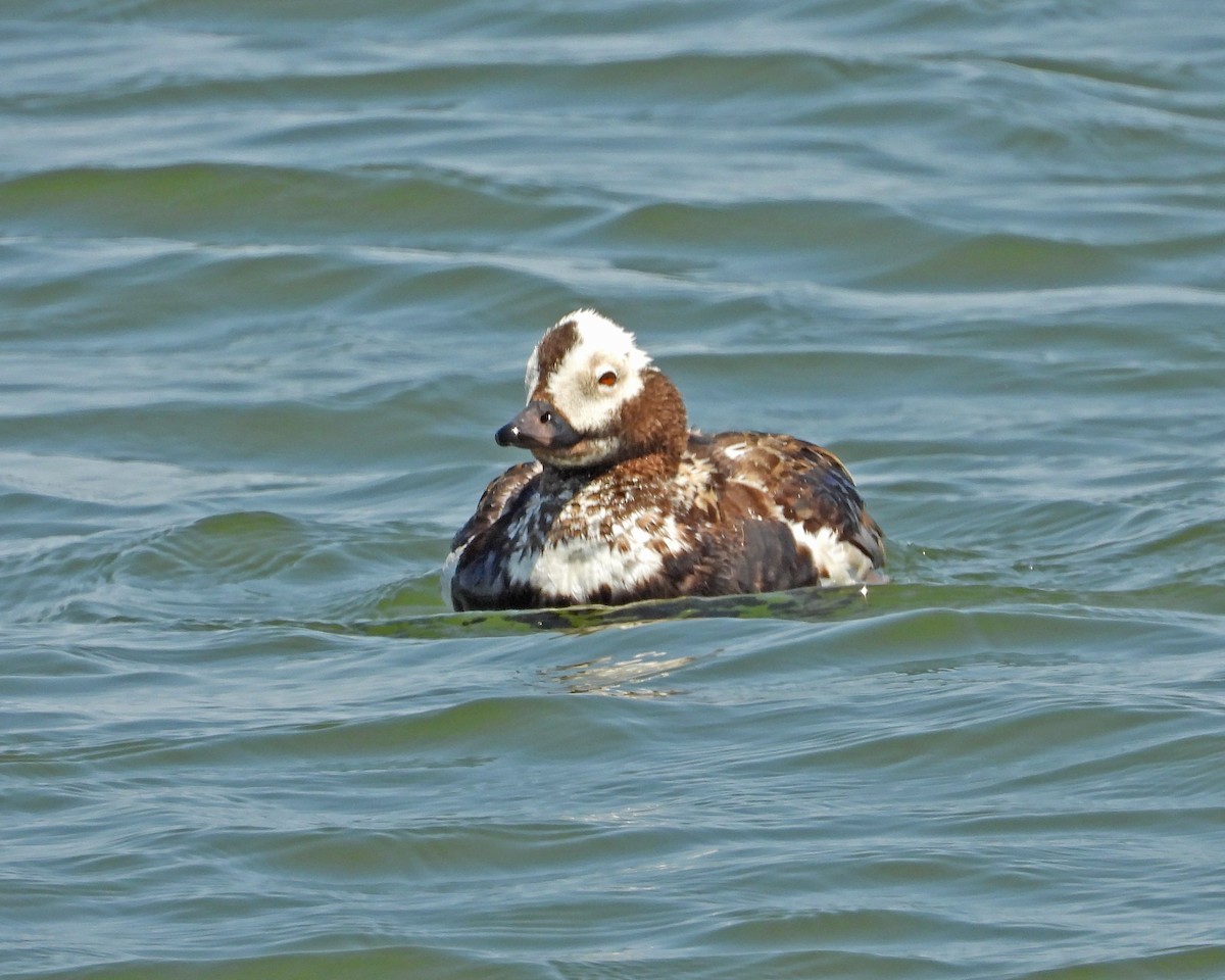 Long-tailed Duck - ML620556320