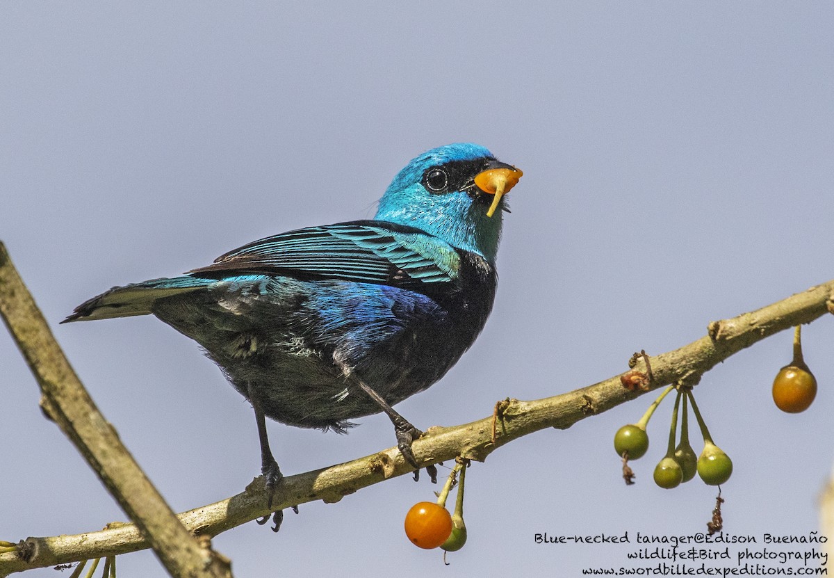 Blue-necked Tanager - ML620556327