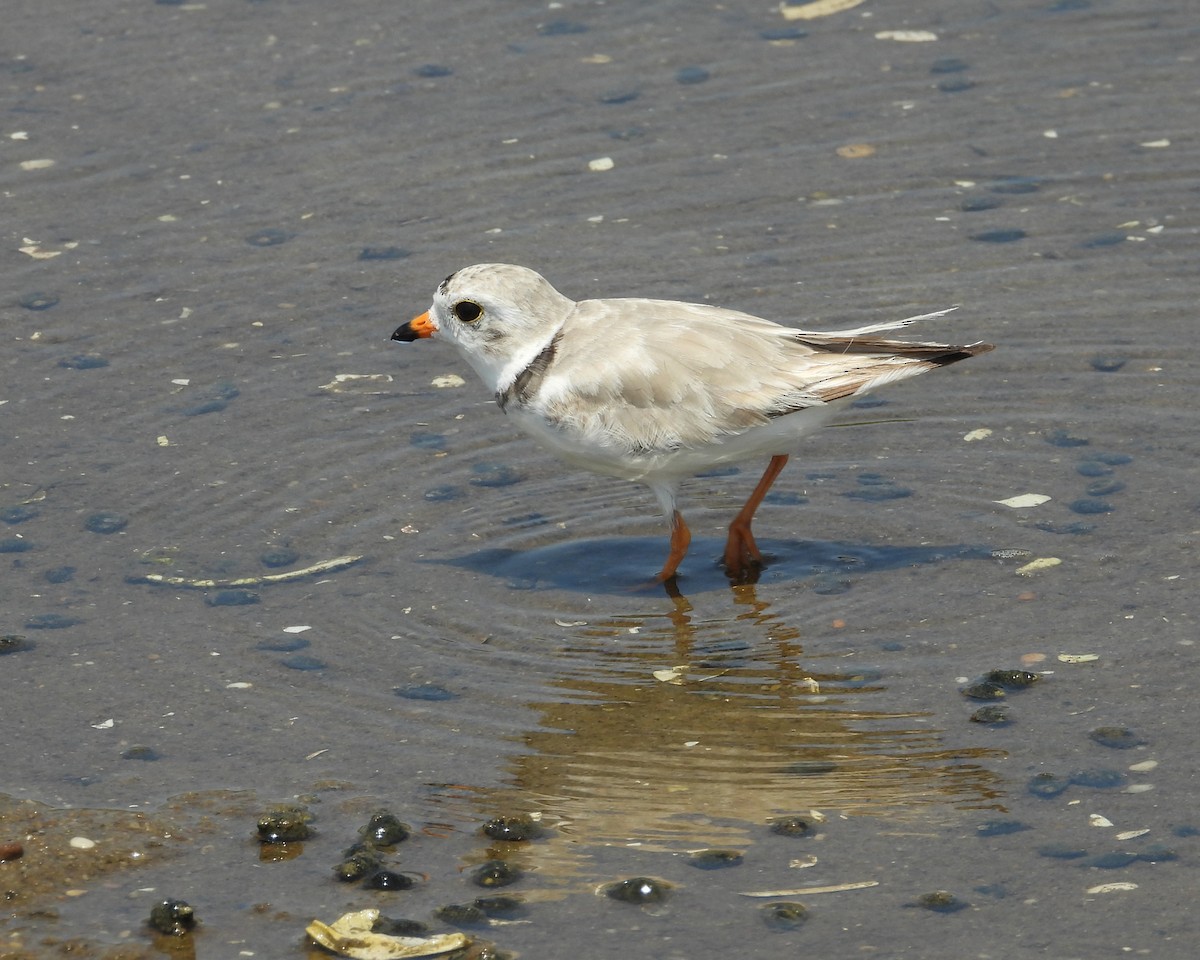 Piping Plover - ML620556337