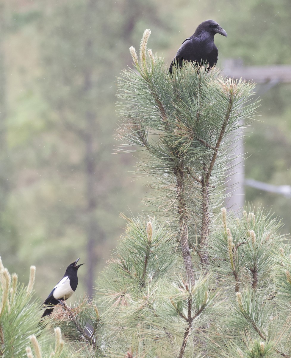 Black-billed Magpie - ML620556341