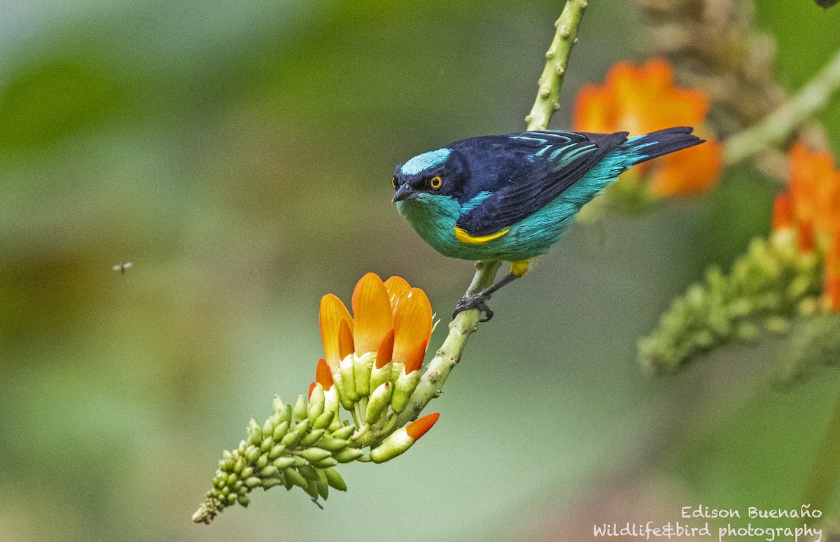 Black-faced Dacnis (Yellow-tufted) - ML620556343