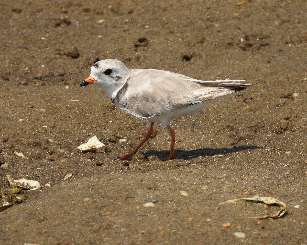 Piping Plover - ML620556348