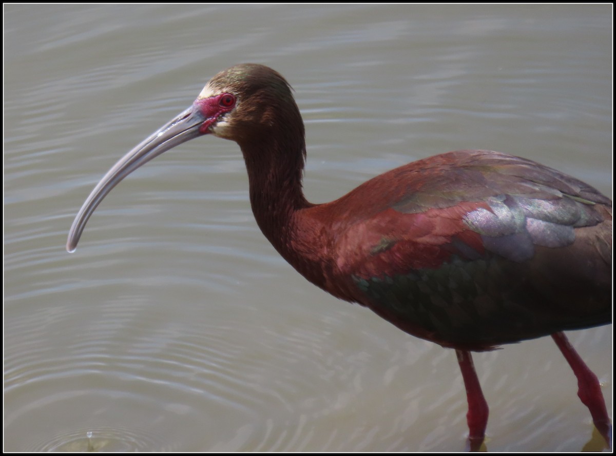 ibis americký - ML620556351
