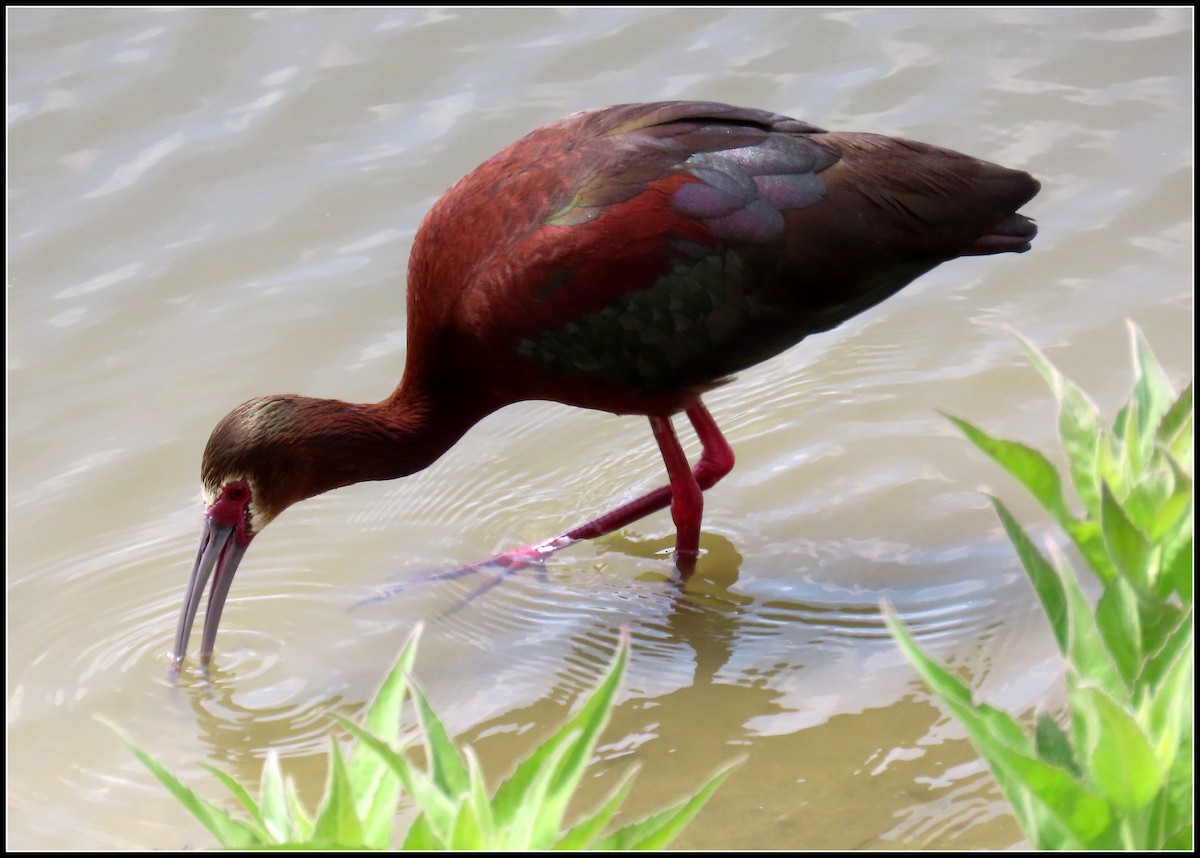 ibis americký - ML620556352