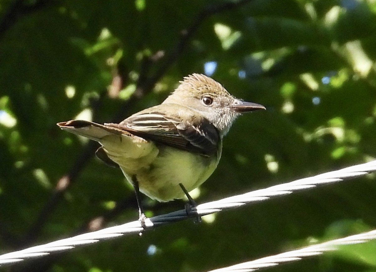 Great Crested Flycatcher - ML620556372