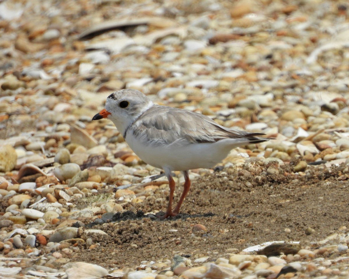 Piping Plover - ML620556373