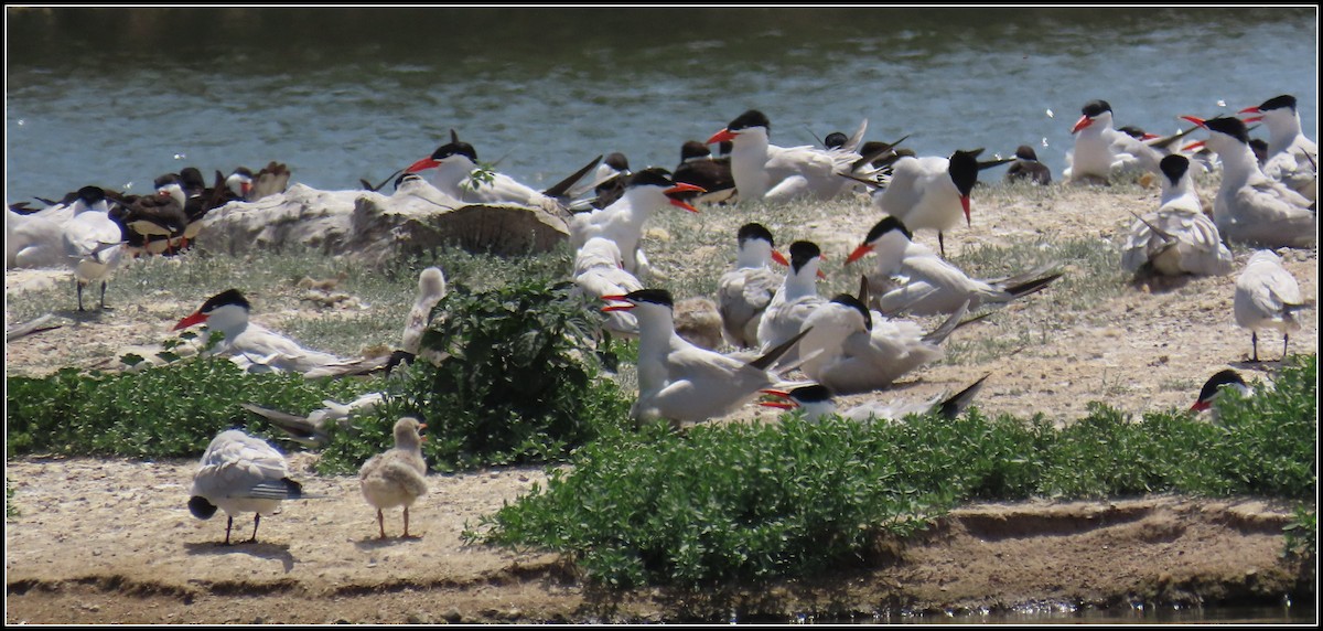 Caspian Tern - ML620556375