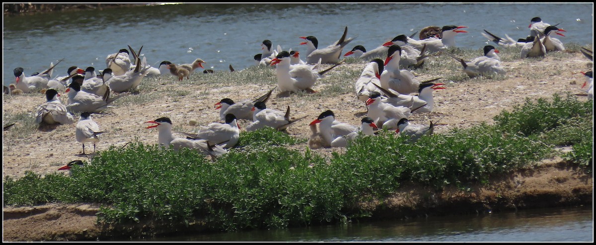 Caspian Tern - ML620556376