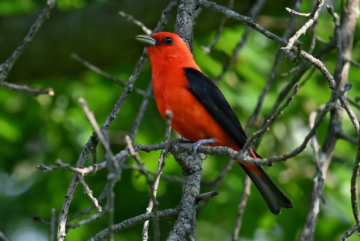 Scarlet Tanager - ML620556386
