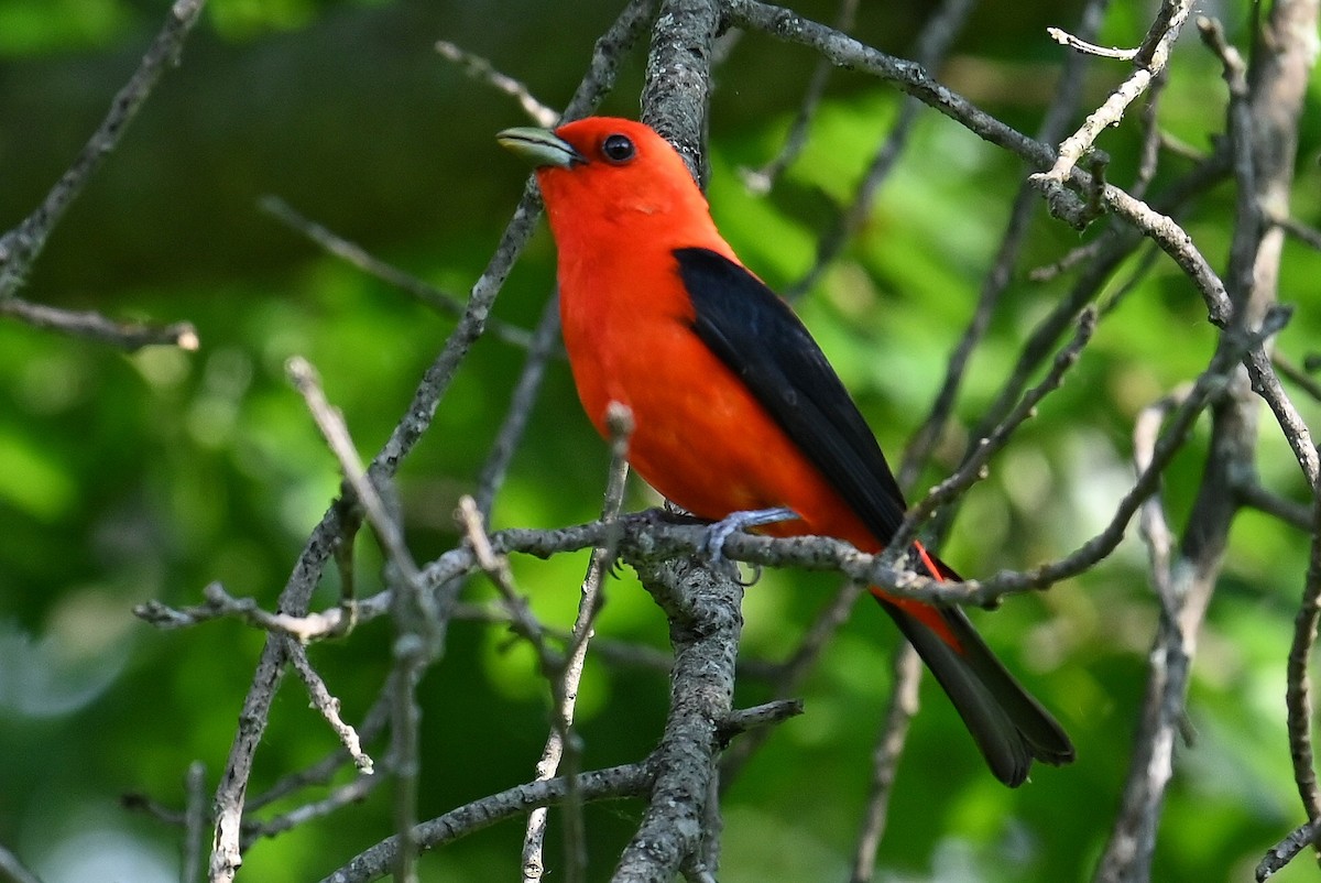 Scarlet Tanager - ML620556388