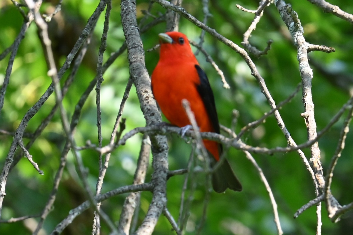 Scarlet Tanager - ML620556396