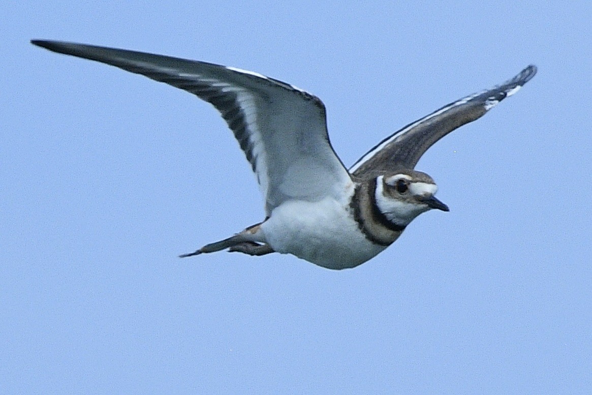 Semipalmated Plover - ML620556401