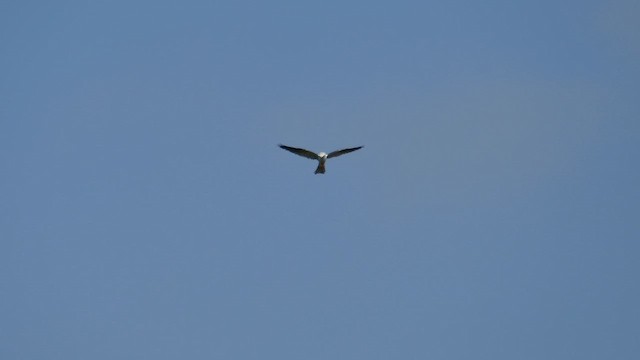 White-tailed Kite - ML620556417