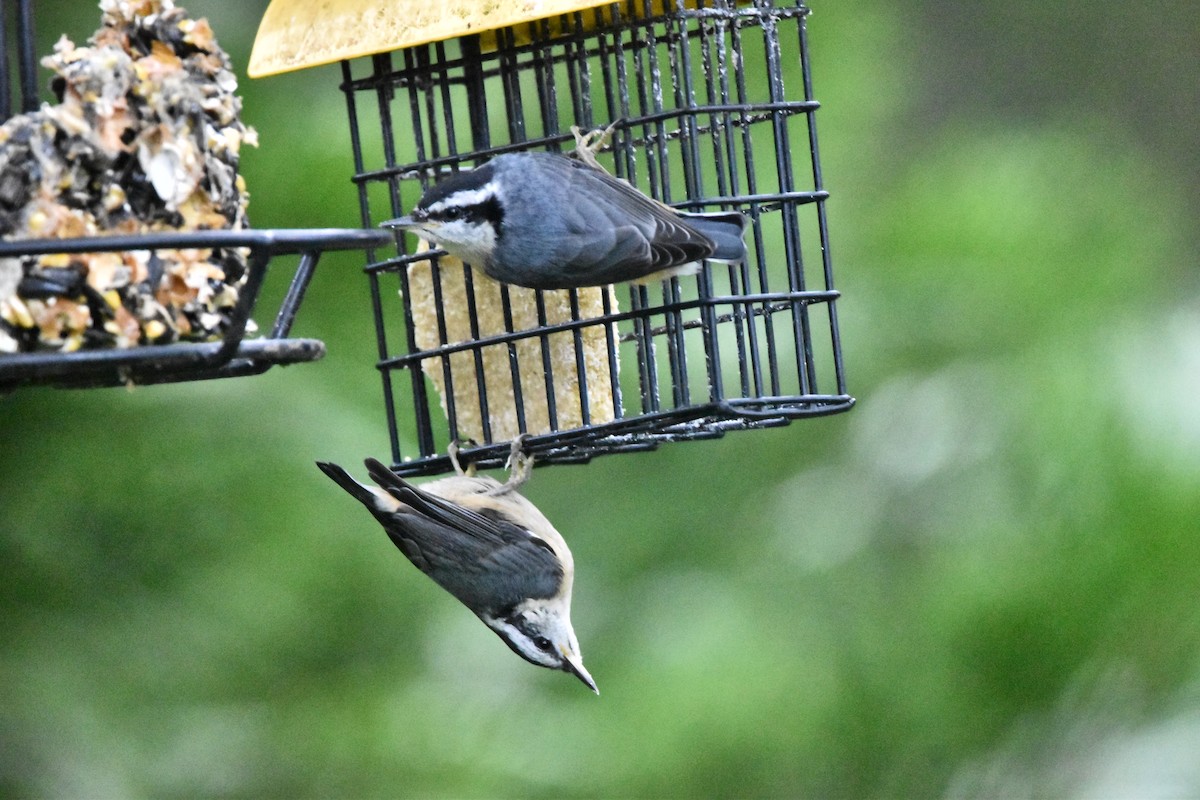 Red-breasted Nuthatch - ML620556423