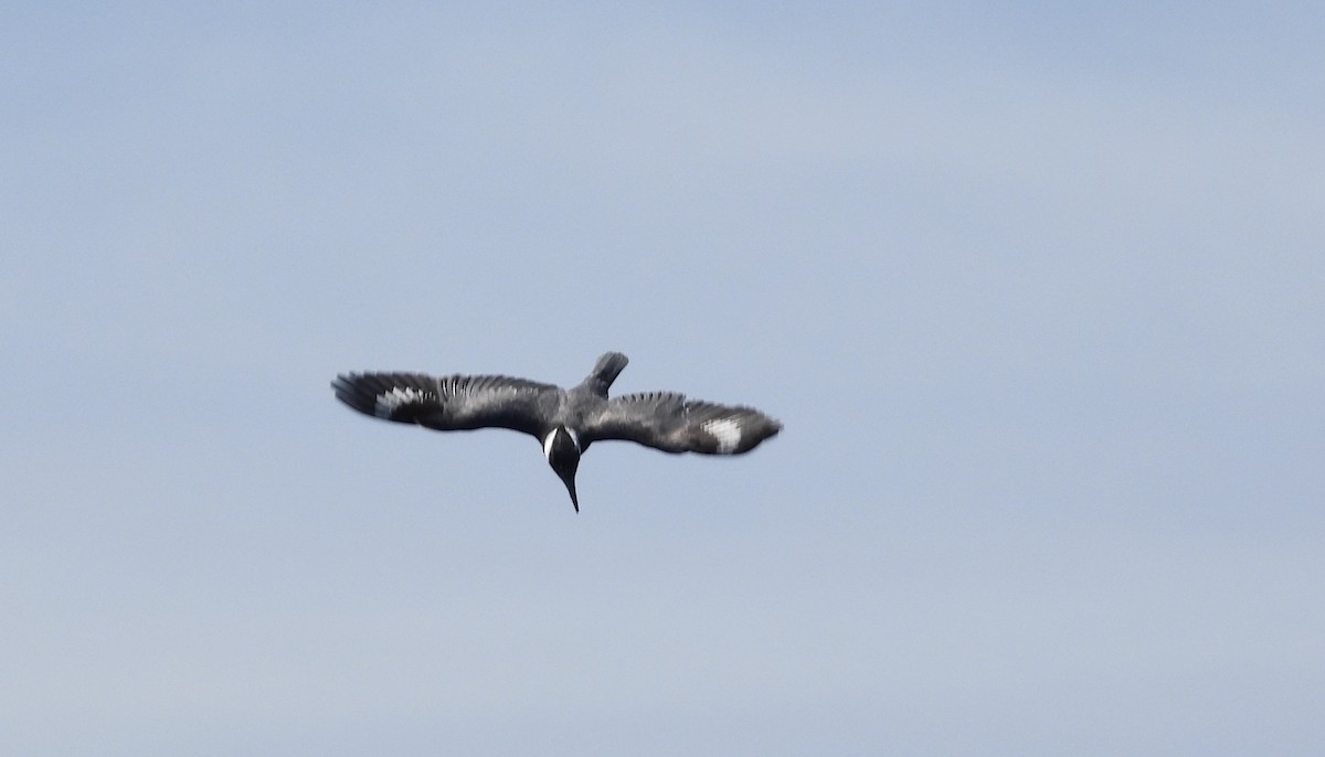 Belted Kingfisher - Eunice Thein