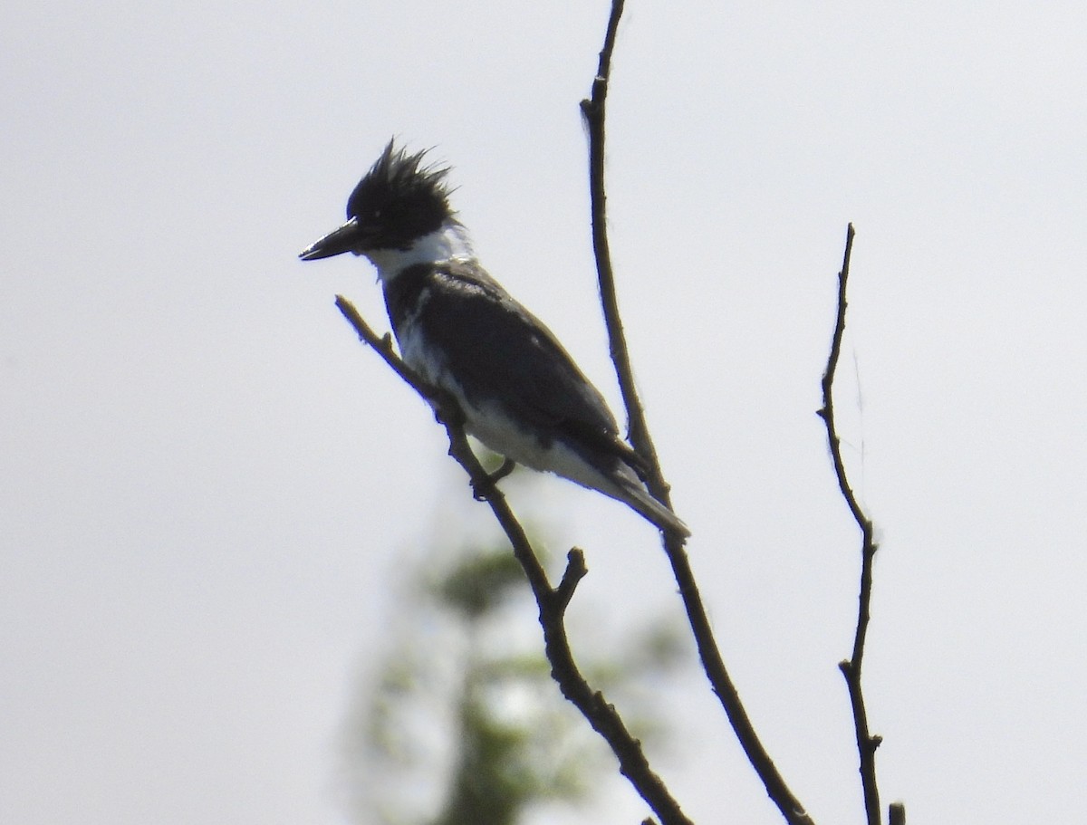 Belted Kingfisher - ML620556458