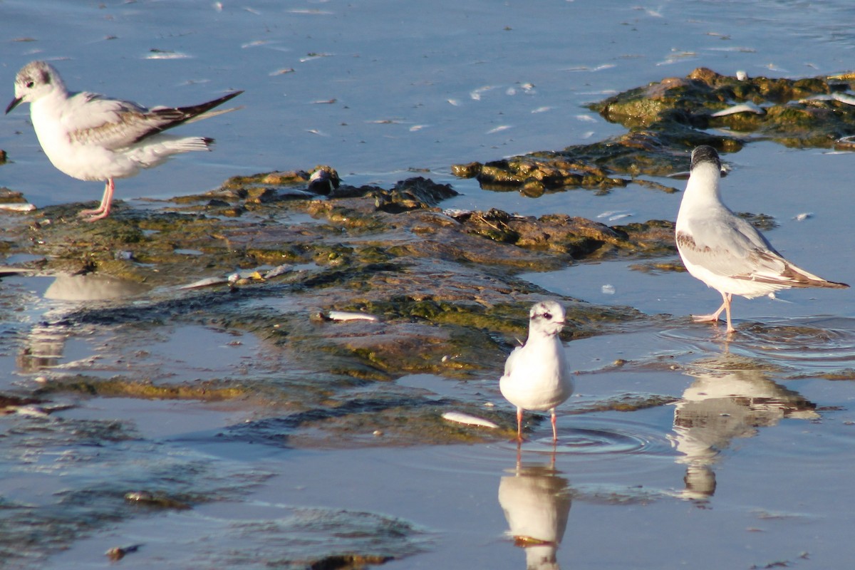 Little Gull - Xavier Gitre