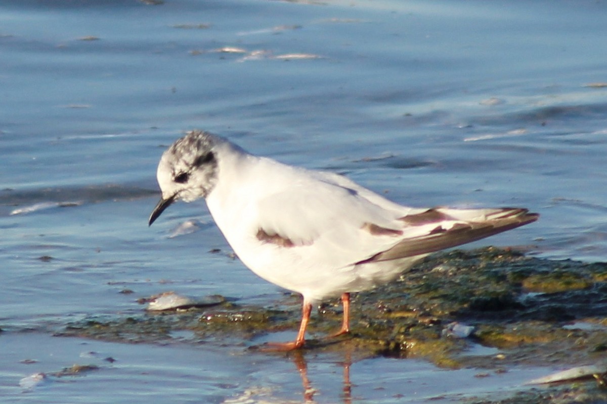 Little Gull - ML620556467