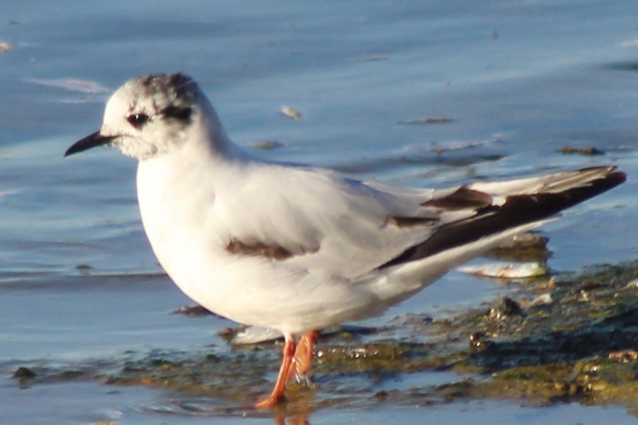 Little Gull - ML620556468