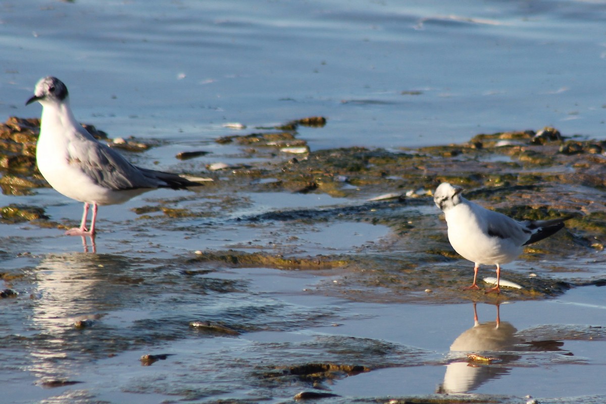 Little Gull - ML620556469