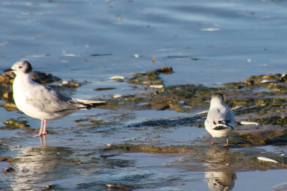 Little Gull - ML620556470