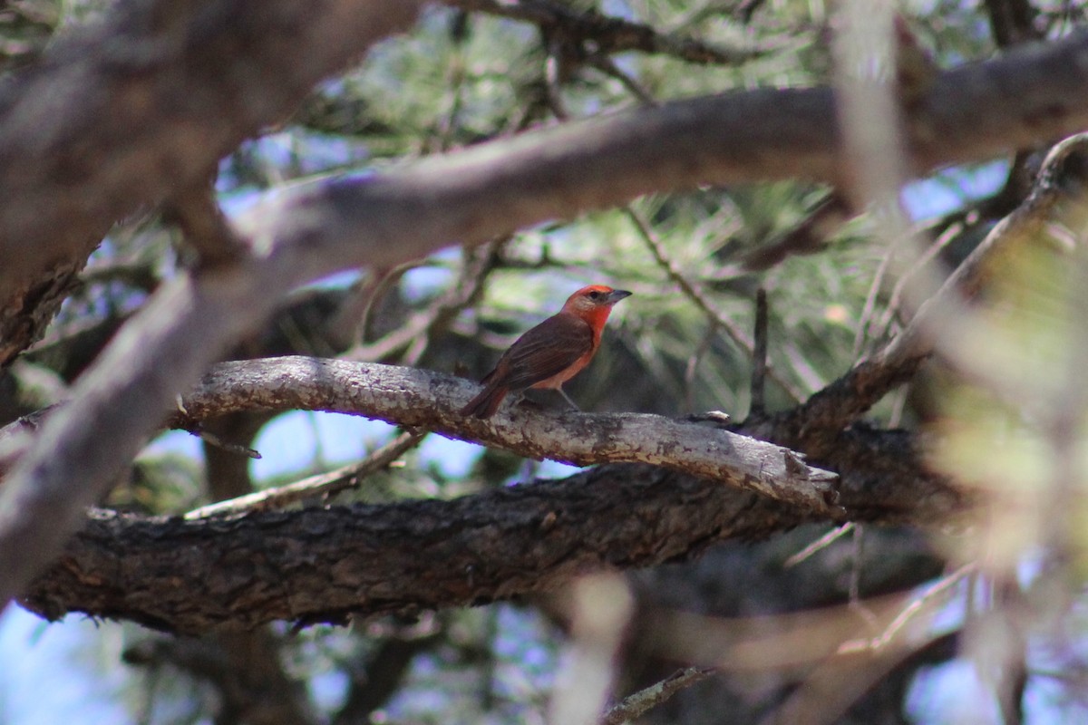 Hepatic Tanager (Northern) - ML620556488
