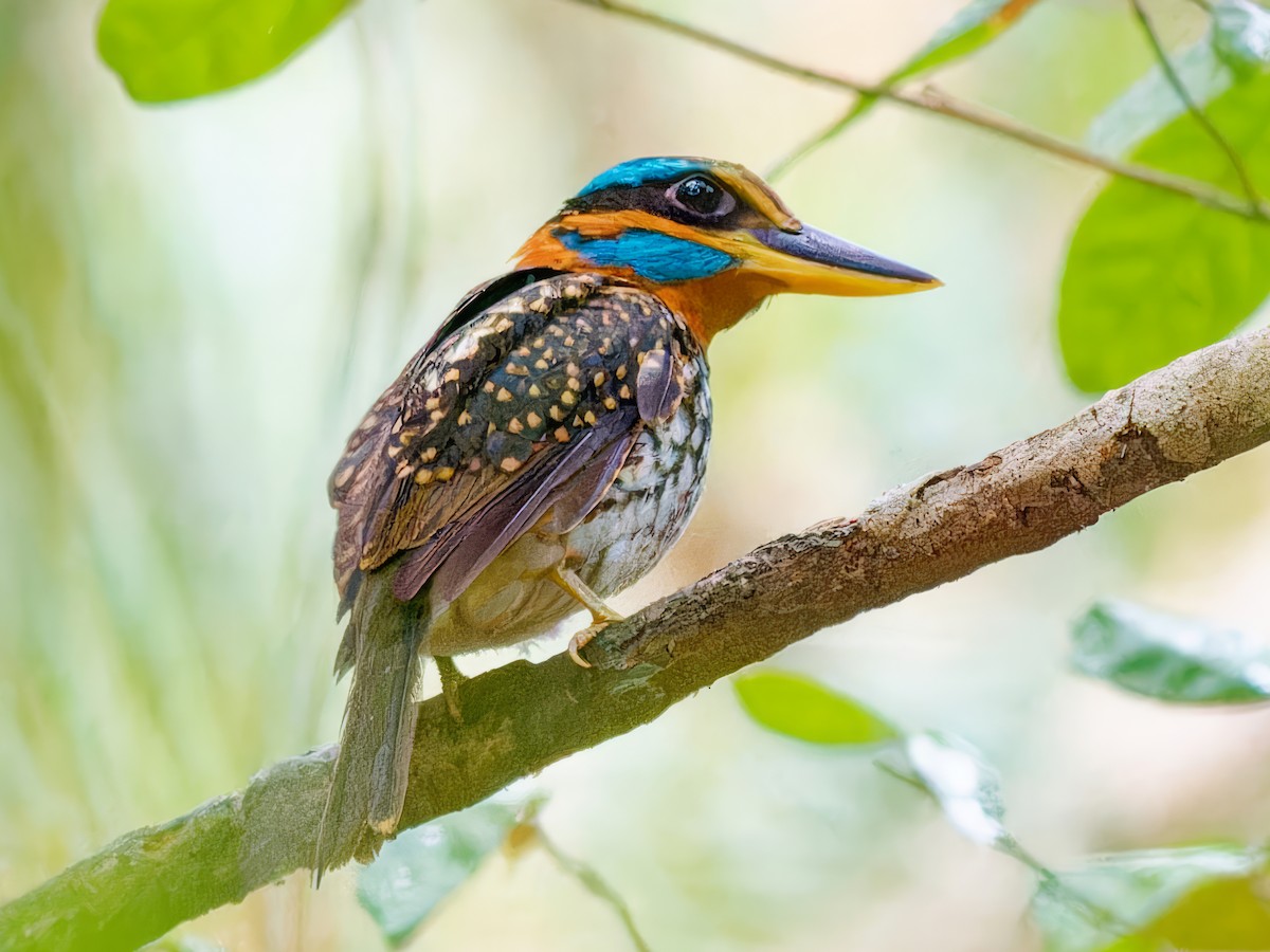 Spotted Kingfisher - ML620556490