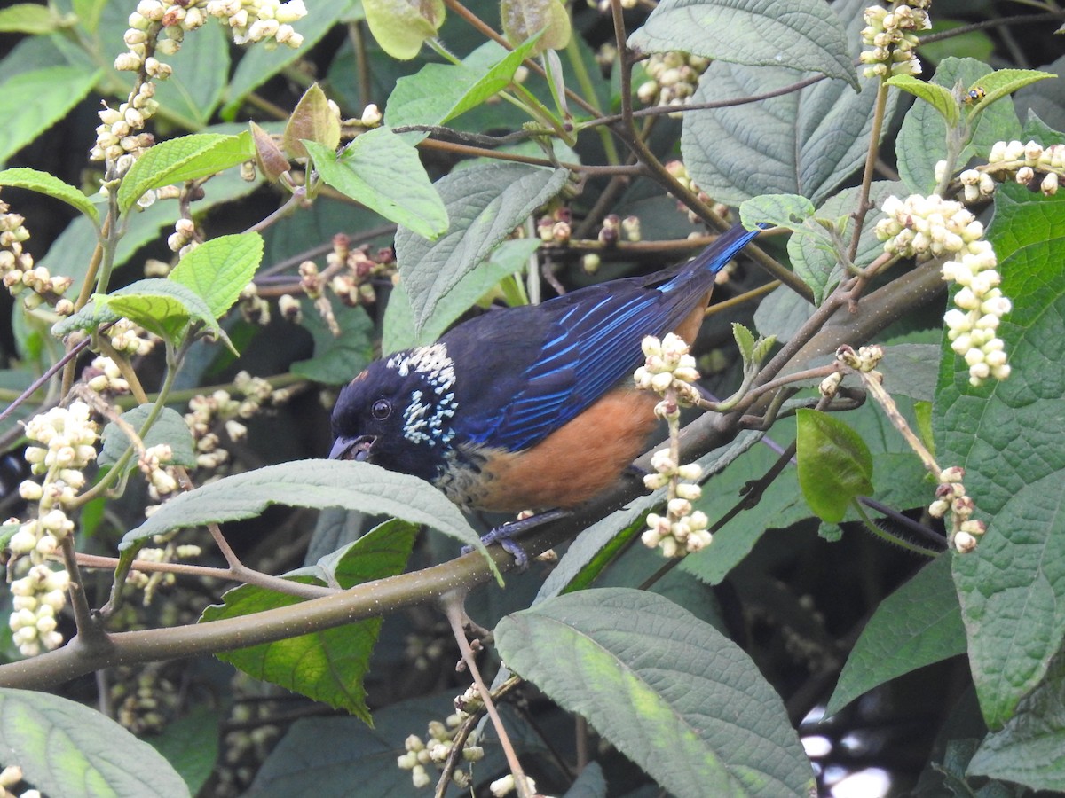 Spangle-cheeked Tanager - ML620556507